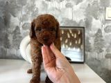evdoğumu poodle bebişler