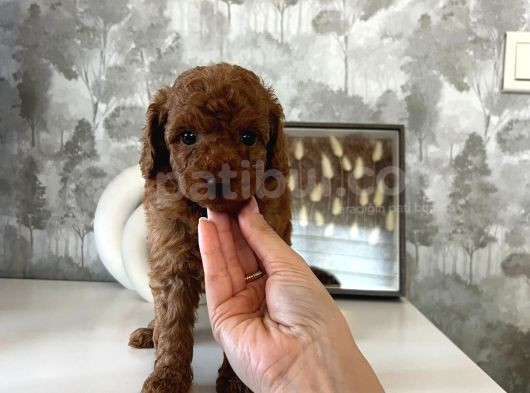 Evdoğumu Poodle Bebişler