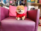 1-5 Yaşında Dişi Pomeranian 