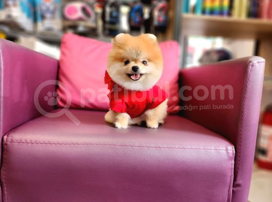 1-5 Yaşında Dişi Pomeranian  görsel