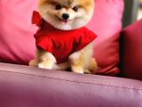 1-5 Yaşında Dişi Pomeranian 