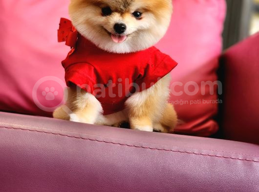 1-5 Yaşında Dişi Pomeranian  görsel