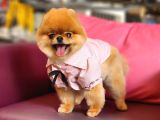 15 Aylık Dişi Pomeranian 