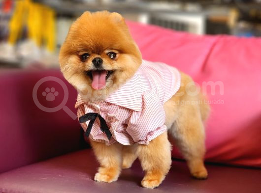 15 Aylık Dişi Pomeranian  görsel