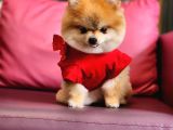 1-5 Yaşında Dişi Pomeranian 