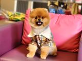 1 Yaşında Erkek Pomeranian