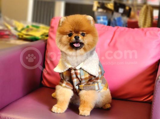 1 Yaşında Erkek Pomeranian görsel