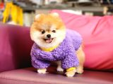 1-5 Yaşında Dişi Pomeranian 