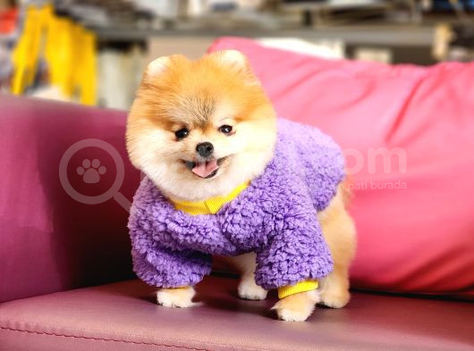 1-5 Yaşında Dişi Pomeranian  görsel