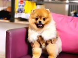 10 Aylık Erkek Pomeranian İzmir 