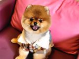 1 Yaşında Erkek Pomeranian