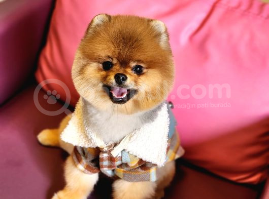 1 Yaşında Erkek Pomeranian görsel