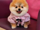 1-5 Yaşında Dişi Pomeranian 