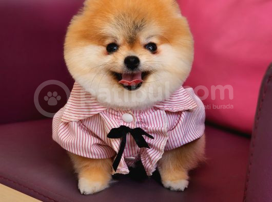 1-5 Yaşında Dişi Pomeranian  görsel