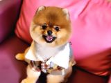 1 Yaşında Erkek Pomeranian