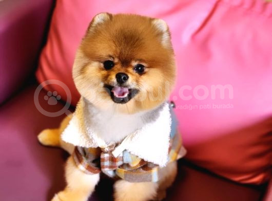 1 Yaşında Erkek Pomeranian görsel