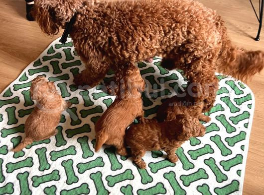 Evdoğumu Poodle Bebişler görsel