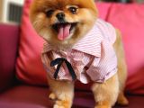 15 Aylık Dişi Pomeranian 