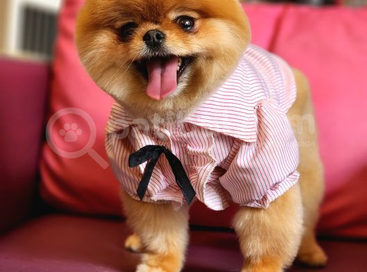 15 Aylık Dişi Pomeranian  görsel