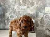 Evdoğumu Poodle Bebişler