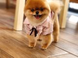 15 Aylık Dişi Pomeranian 