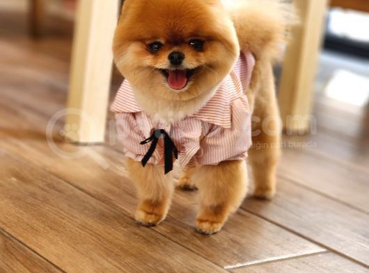 15 Aylık Dişi Pomeranian  görsel