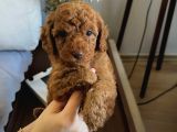 Evdoğumu Poodle Bebişler