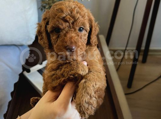 Evdoğumu Poodle Bebişler görsel