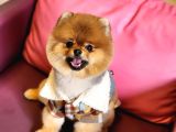 1 Yaşında Erkek Pomeranian