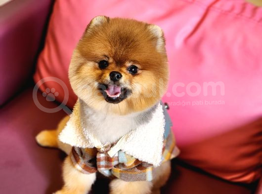 1 Yaşında Erkek Pomeranian görsel