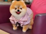 1-5 Yaşında Dişi Pomeranian 