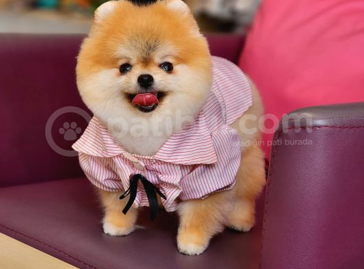 1-5 Yaşında Dişi Pomeranian  görsel