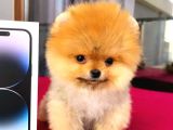 POMERRİAN BOO AYI SURATLI 