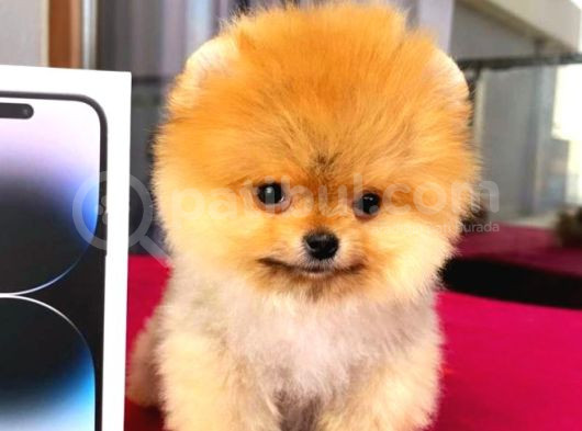 Pomerri̇an Boo Ayi Suratli 