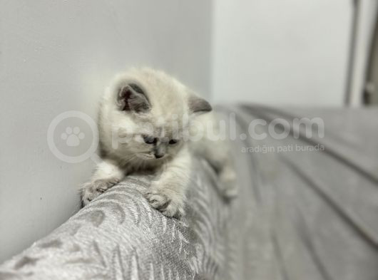 Anne Baba Full Secereli 5 Nisan Doğumlu Erkek Yavrumuz görsel
