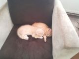 2Kardeş Yavru Kedi