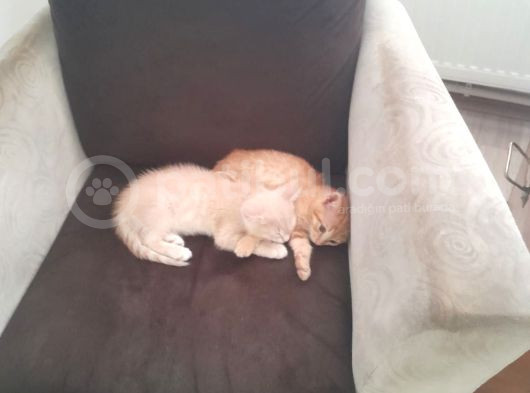 2Kardeş Yavru Kedi görsel