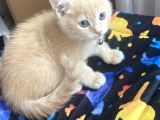 2kardeş yavru kedi