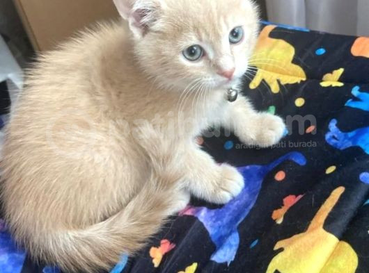 2Kardeş Yavru Kedi
