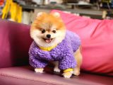 1-5 Yaşında Dişi Pomeranian 