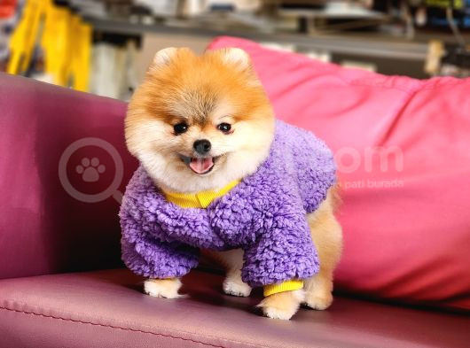 1-5 Yaşında Dişi Pomeranian  görsel