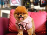 15 Aylık Dişi Pomeranian 