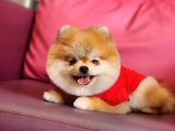 1-5 Yaşında Dişi Pomeranian 