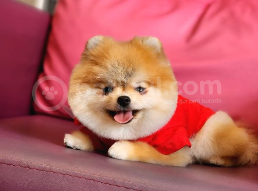 1-5 Yaşında Dişi Pomeranian  görsel
