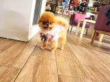 15 Aylık Dişi Pomeranian 