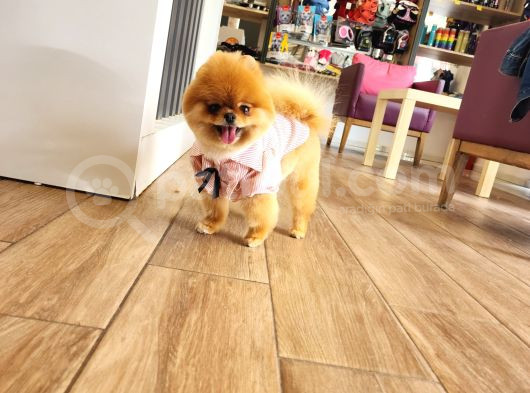 15 Aylık Dişi Pomeranian  görsel