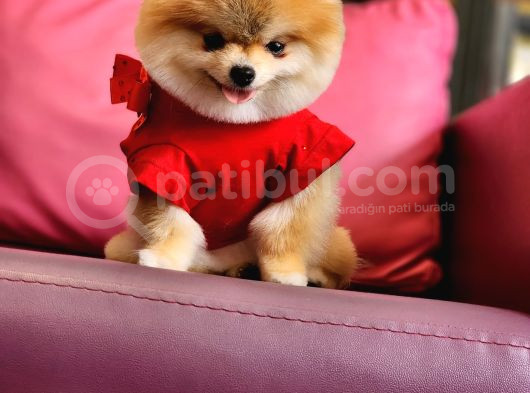 1-5 Yaşında Dişi Pomeranian  görsel