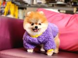 1-5 Yaşında Dişi Pomeranian 