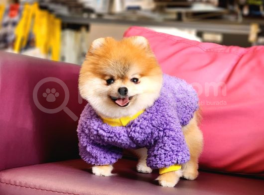 1-5 Yaşında Dişi Pomeranian  görsel