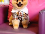 10 Aylık Erkek Pomeranian İzmir 